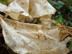 Dry Leaves, Tarun Chandel Photoblog
