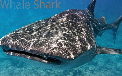How to get Sharks of the World 2 FREE 15.05.22 apk for bluestacks