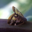 Passionvine planthopper