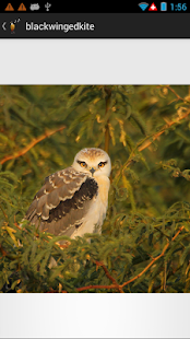 How to mod Birds of Gujarat patch 1.2 apk for bluestacks