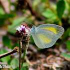 Barred Yellow Sulphur Butterfly