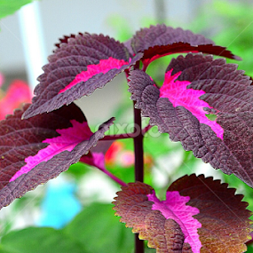 Colourful Coleus by Abdul Salim - Nature Up Close Leaves & Grasses