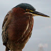 Green Heron