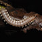 Millipede