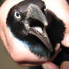 Boat tailed Grackle