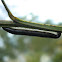 Black Portuguese millipede