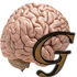 Memory Champ1.1