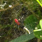 Sheetweb Spider