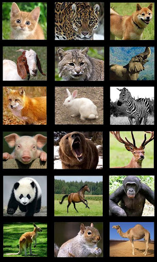 Animal Sounds