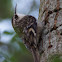 Brown Creeper