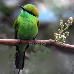 The Green Bee Eater by Anumita Das - Animals Birds