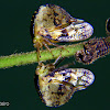 Omolon treehopper