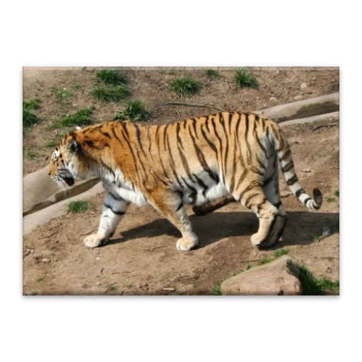 Animals jigsaw puzzles 解謎 LOGO-阿達玩APP