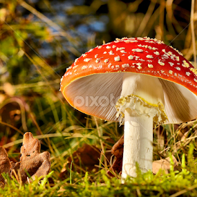 Fly agaric  by Keith Bannister - Nature Up Close Mushrooms & Fungi