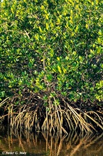 mangrove, prop roots - Sanibel