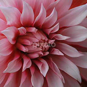 by Arvind Akki - Flowers Single Flower