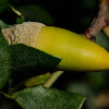 Holm oak acorn