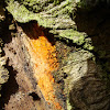 Orange Slime Mold