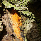 Orange Slime Mold