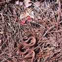 Dekays Brown Snake