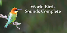 World Birds Sounds Complete APK