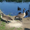 Canadian Geese