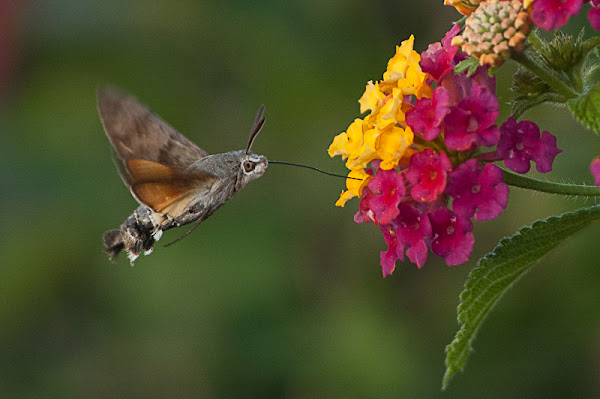 Hummingbird Hawk-moth | Project Noah