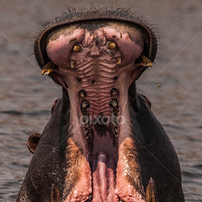 by Nigel Atkins - Animals Other Mammals