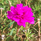 Moss-rose Purslane