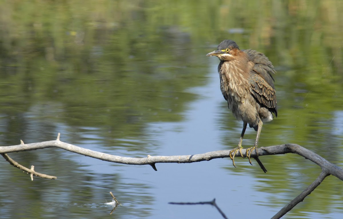 Green heron