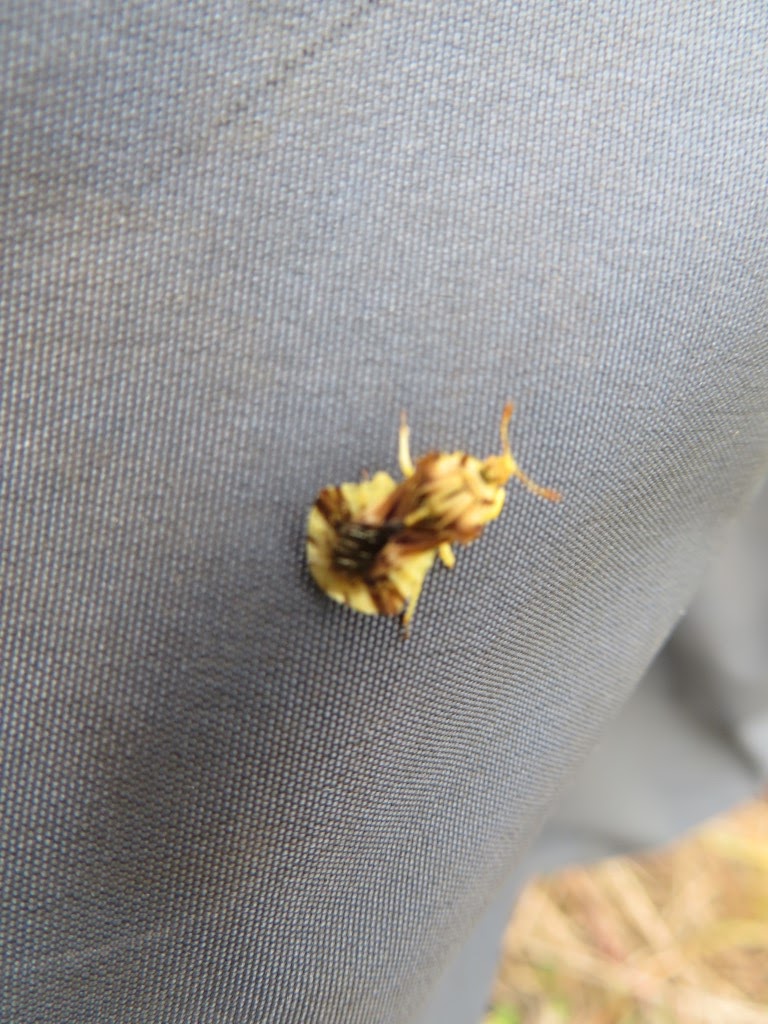 Pennsylvania Ambush Bug