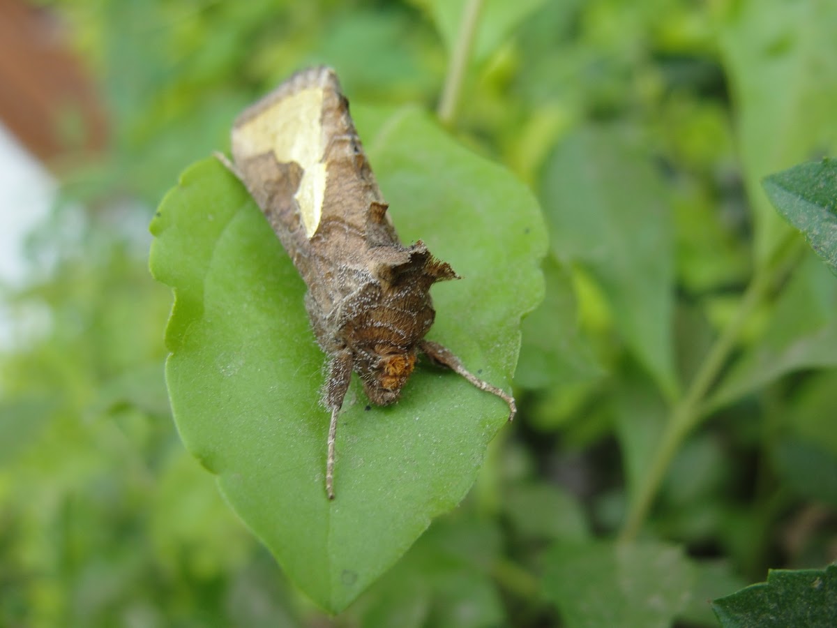 Golden Plusia