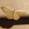 Soft lined wave moth