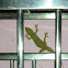 Common house gecko