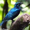 Cape Glossy Starling 