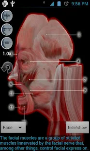 Anatomy Bones and Muscles - screenshot thumbnail