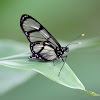 Giant Glasswing