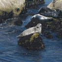 Pacific harbor seal