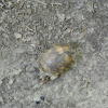 Box Turtle Shell