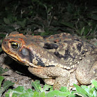 Rhinella Toad