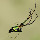 Decorative Silver Orb Spider