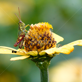 by Ronald Wahyudi - Flowers Flowers in the Wild
