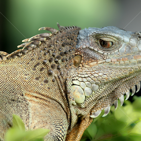 by Si Bajank - Animals Reptiles