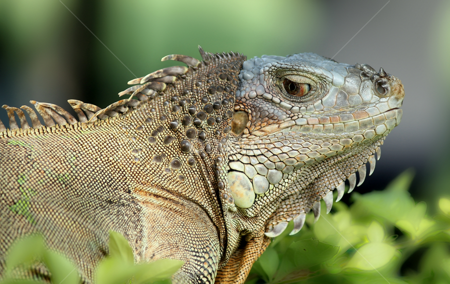 by Si Bajank - Animals Reptiles