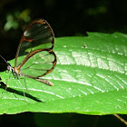 Glass-wing butterfly