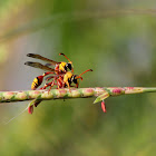 Yellow-Potter-Wasp