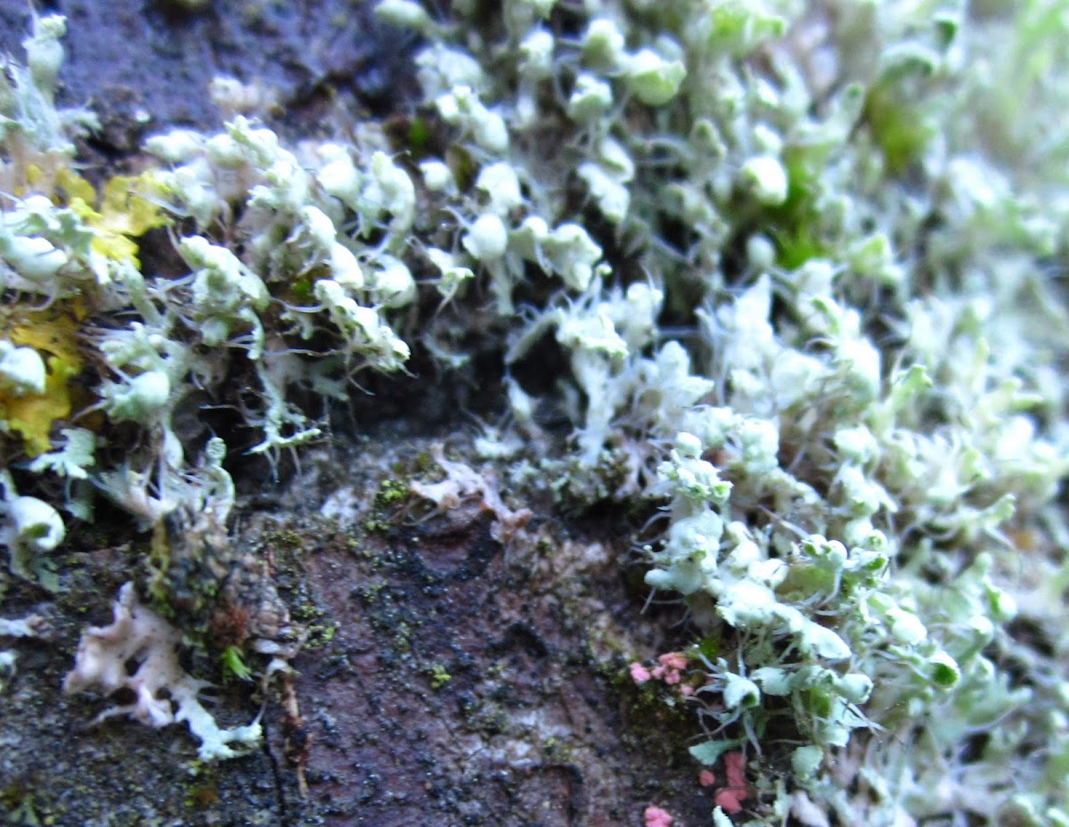 leaf like lichen