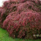 Japanese Maples (Red&Green)