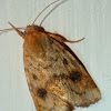 Lupatus straw moth