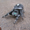 Bold Jumper/Daring Jumping Spider, typical audax